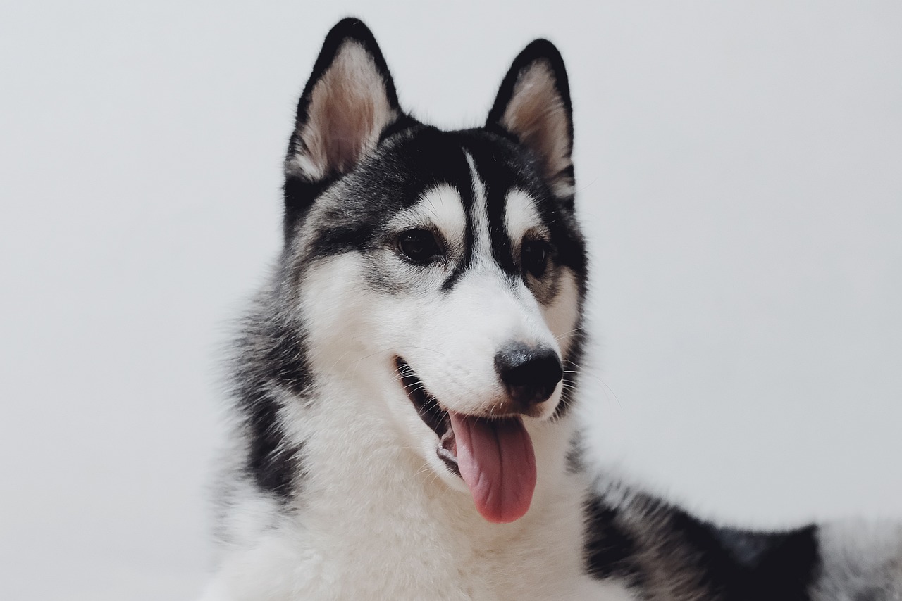 The Unique Characteristics of the Alaskan Malamute